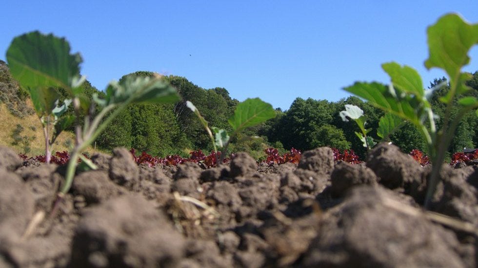 Is Organic farming more profitable? by Poonam Yadav Medium