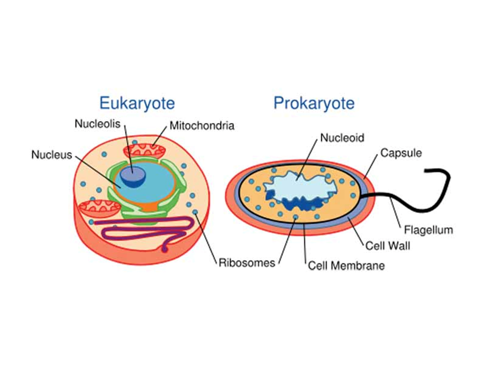 Describe the differences between. · Prokaryotic and Eukaryotic genomes ...