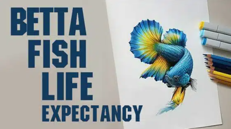 Betta Fish Life Expectancy - Nice Betta Thailand - Medium