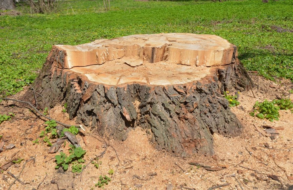 What’s the best stump grinding company in Nottingham?