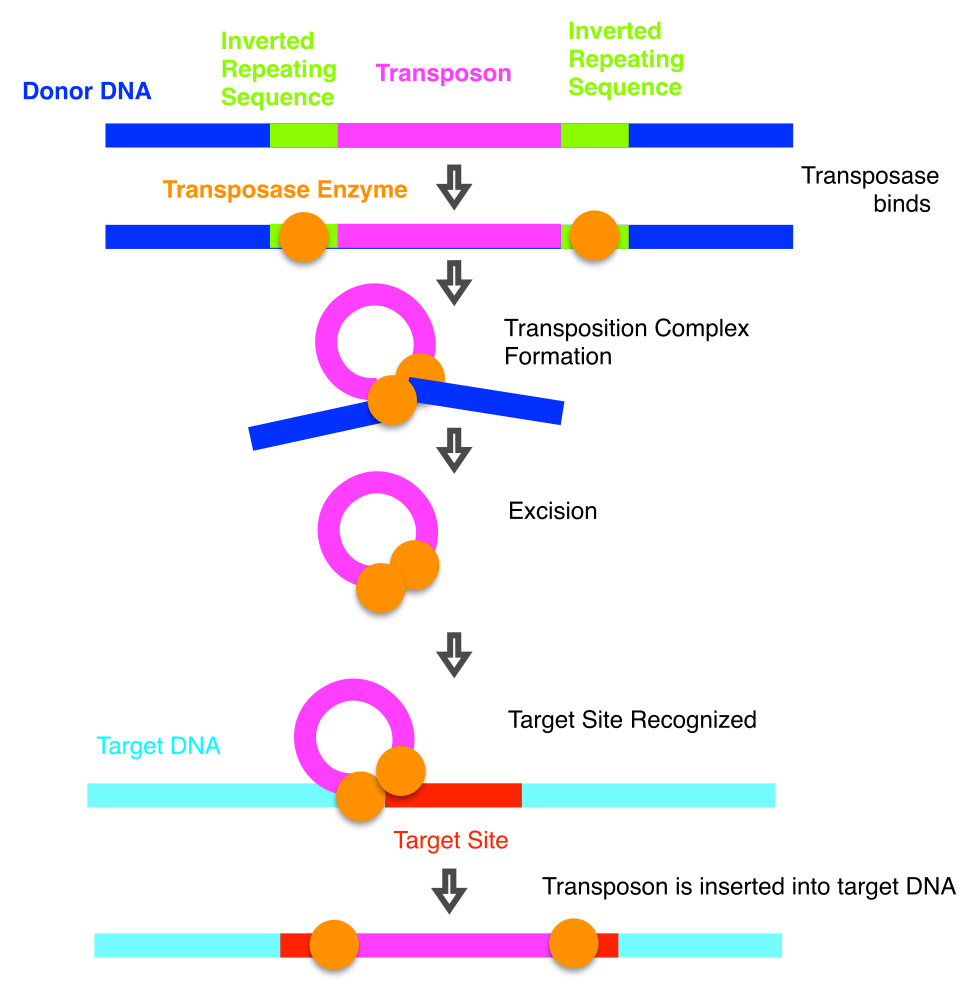 Transposons at work