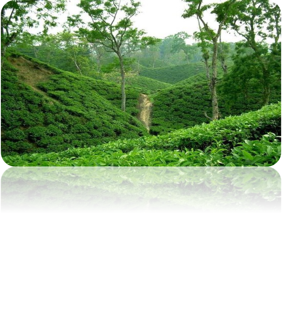 Sreemangal: