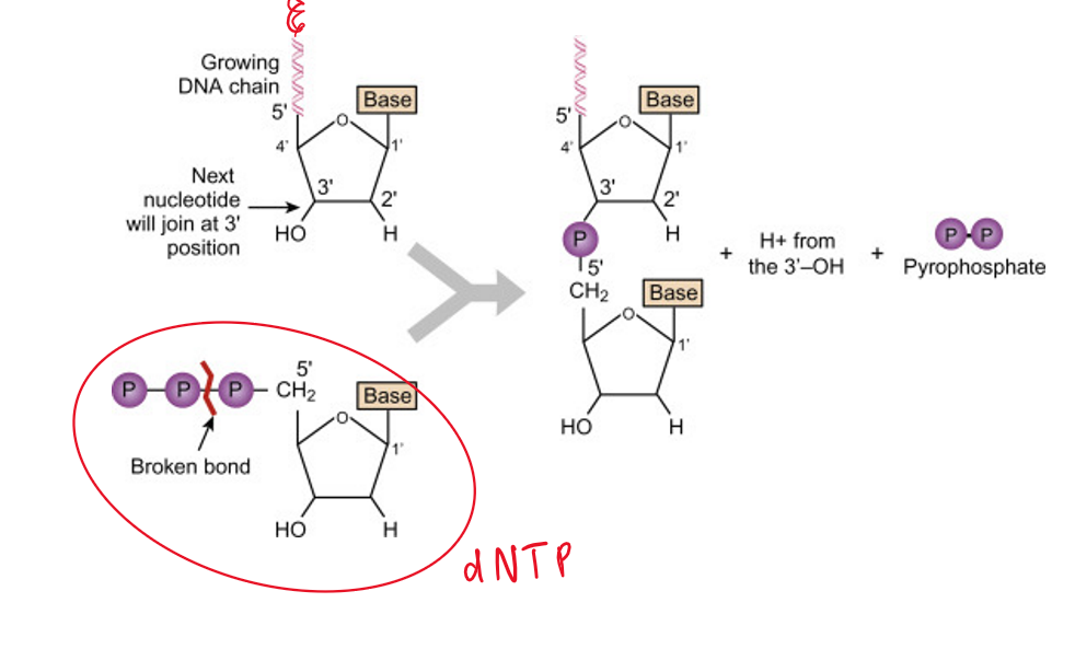 What are “Primers”? What is “PCR”? How does Gene Sequencing Work? by