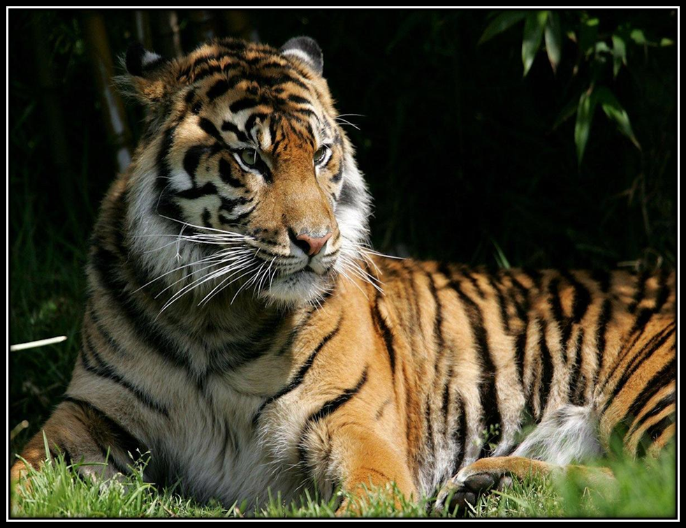 Essential Tips to Protect National Parks from Home by Ranthambore