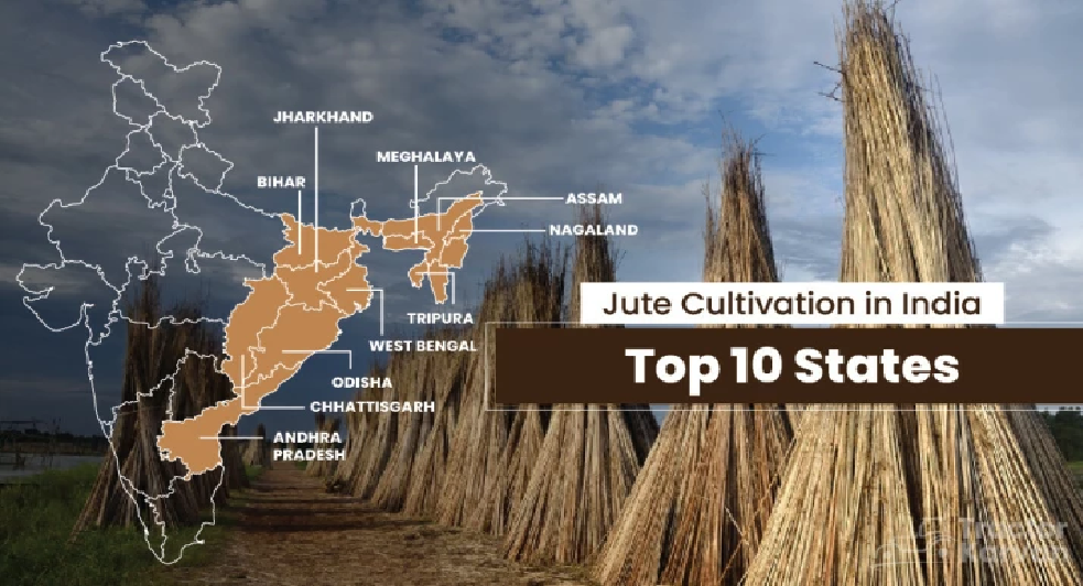 Do you know about the Jute Cultivation in India? by Shreya Sri Jul