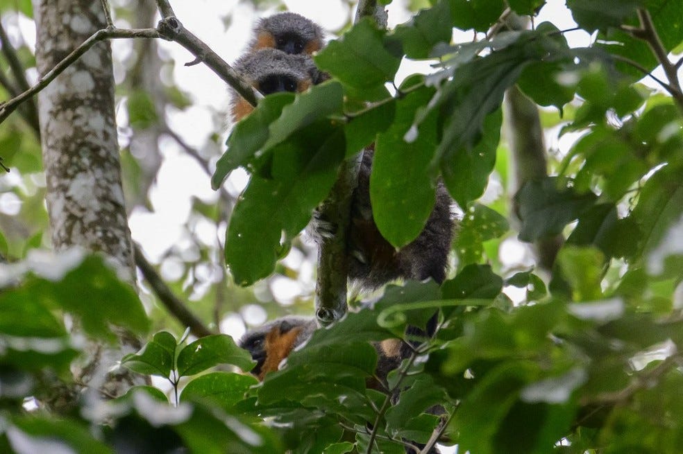 Ilhados entre o desmatamento e uma hidrelétrica, primatas raríssimos lutam pela sobrevivência no…