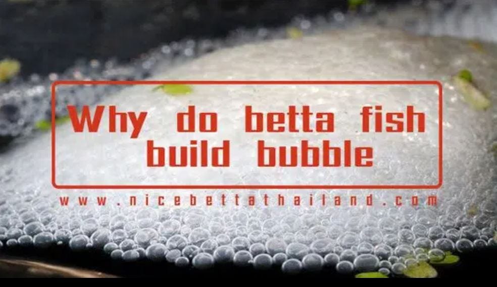 Why Do Betta Fish Make Bubbles? Nice Betta Thailand Medium