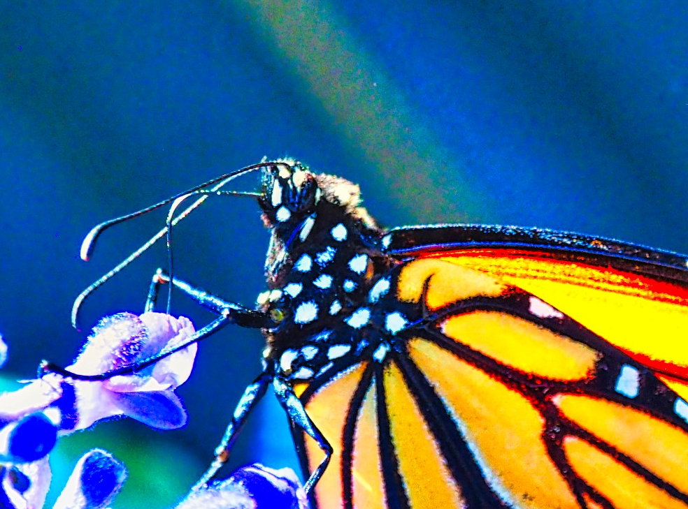 Butterfly Up Close S.E. Fairbanks Medium