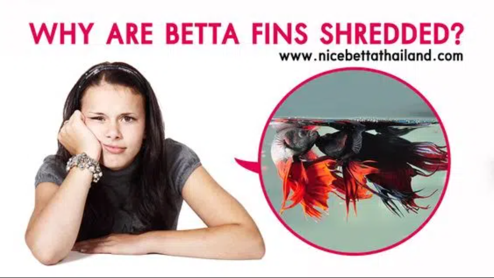 WHY ARE BETTA FINS SHREDDED Nice Betta Thailand Medium