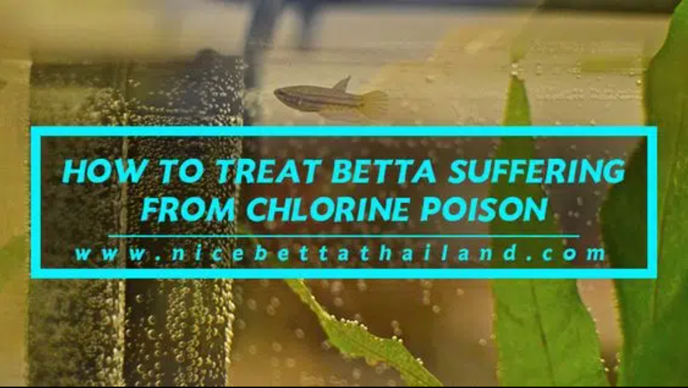 HOW TO TREAT FISH SUFFERING FROM CHLORINE POISON Nice Betta Thailand