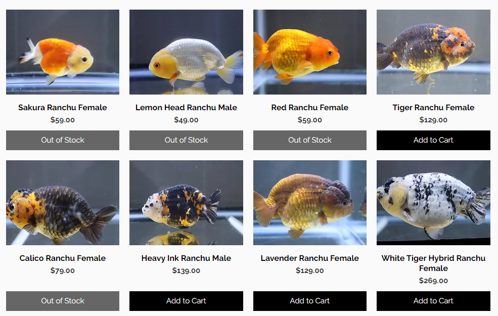 Ranchu Goldfish: Price, Care, Behavior, Tankmate, Lifespan…