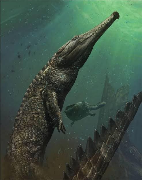 Are Crocs Immortal..??!!. Is it true that crocodiles don't age… | by Nanda  Gopan | Medium