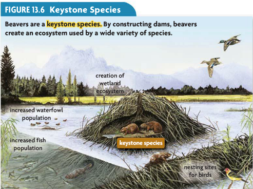 Beavers Are Keystone Species in USA