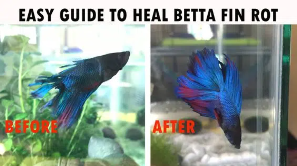Treating Betta fish fin rot - Nice Betta Thailand - Medium