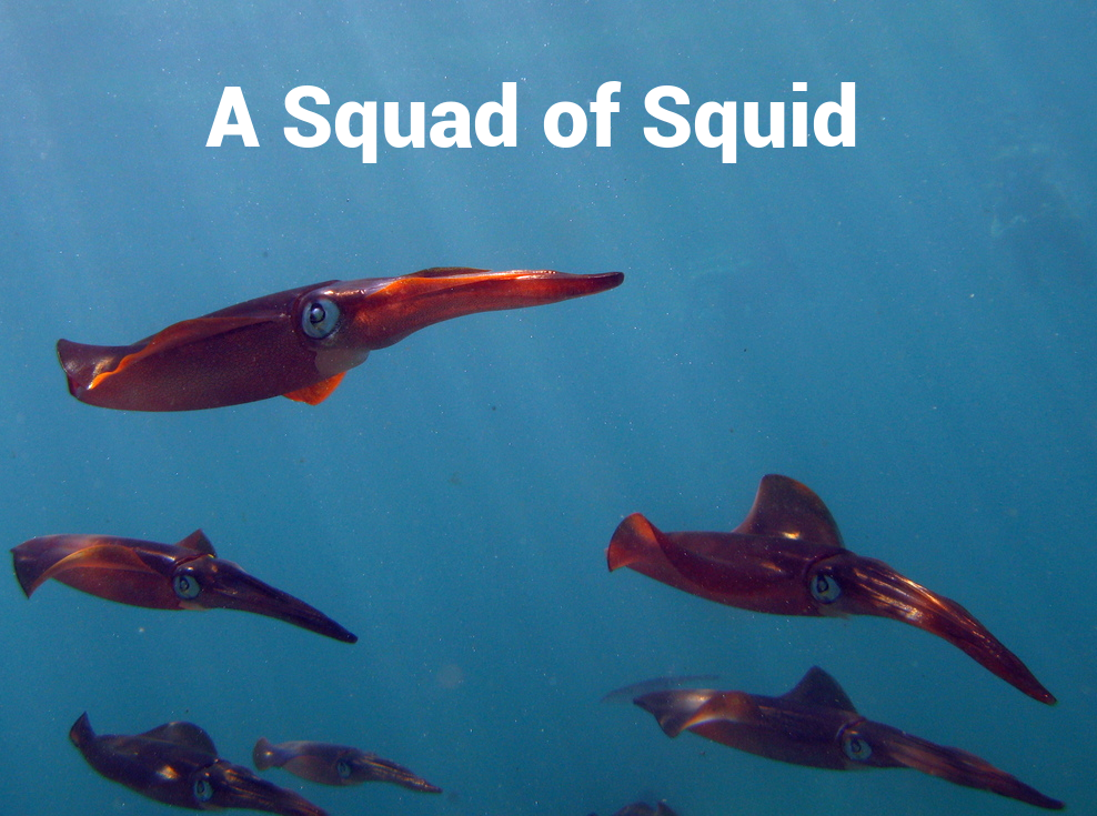 A bunch of squid should be called a ‘Squad’ | by William Holz | Atoms
