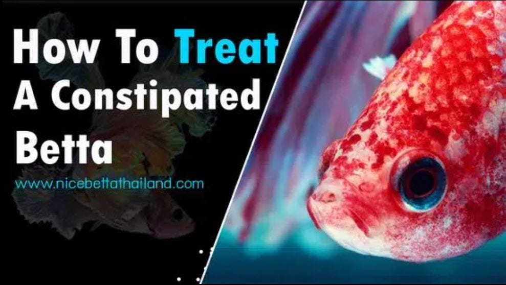 How can I treat a constipated betta fish? Nice Betta Thailand Medium