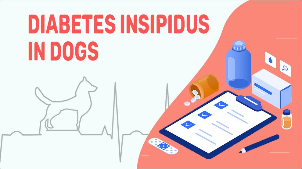 Canine Diabetes Insipidus Causes, Symptoms & Treatment posledite Medium