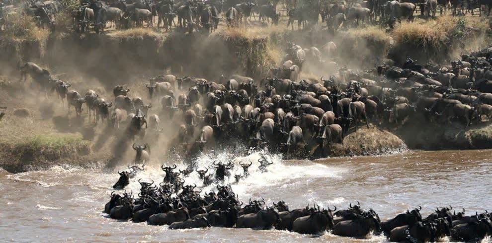 When Is the Best Time to See the Great Migration in the Maasai Mara?