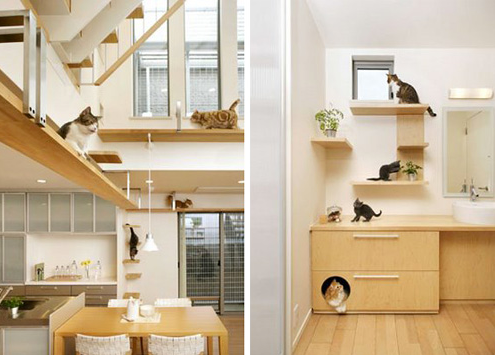 Where Do Cats Hide in the House: Top Secret Spots Revealed