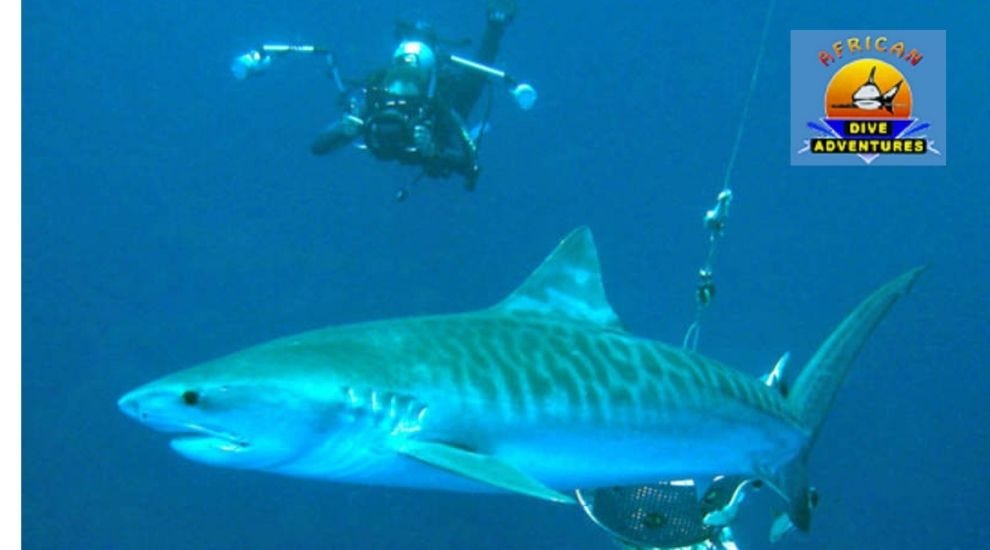 Diving with Tiger sharks Protea Banks at African Dive Adventures