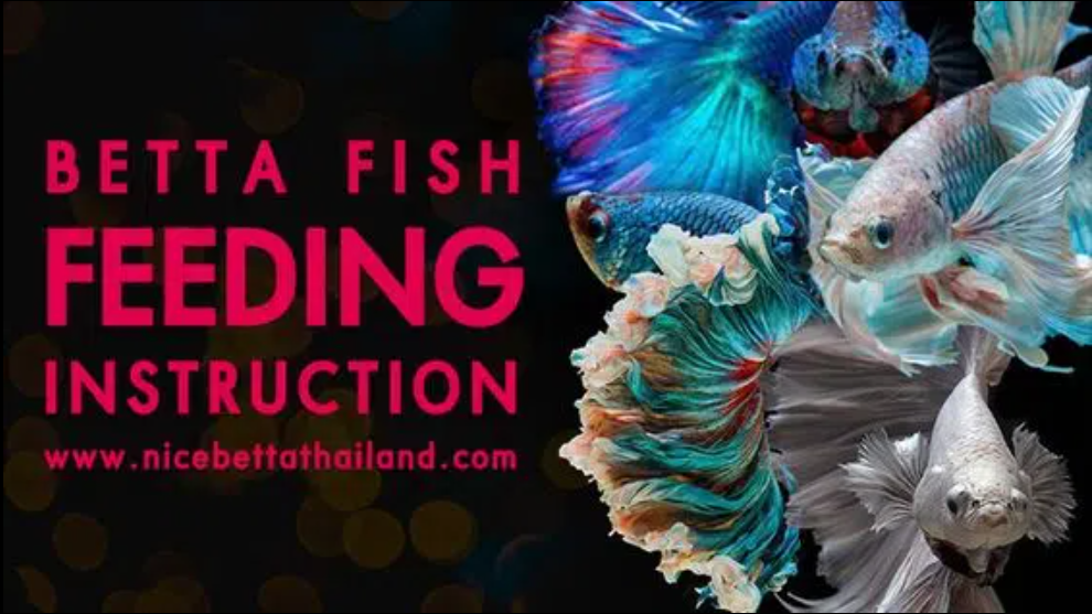betta-fish-feeding-instructions-nice-betta-thailand-medium