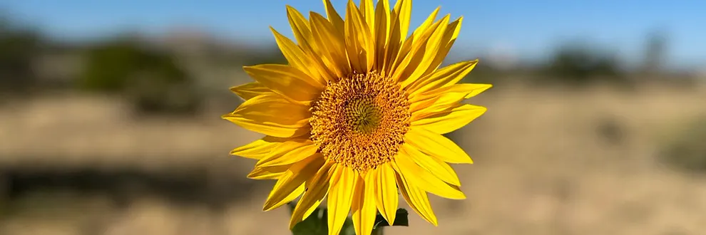 Why we're giving away free sunflower seeds