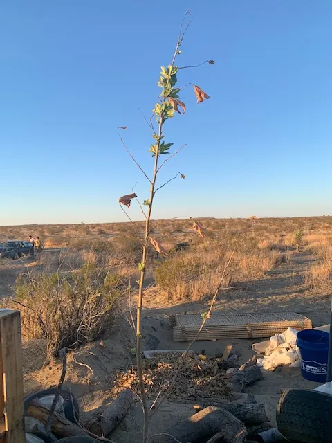 Seeing the Tech for the Trees
