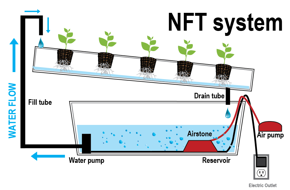 Nutrient Film Technique. Nutrient Film Technique systems are… | by  Hydroponics | Medium