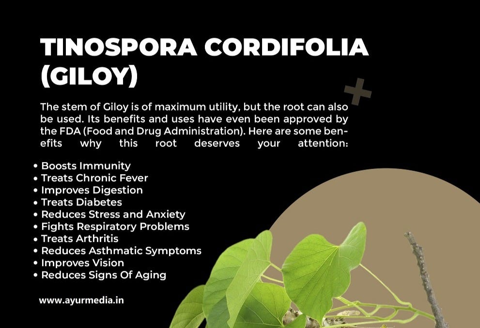 Giloy Benefits, Uses, Side Effects AyurMedia AyurMedia