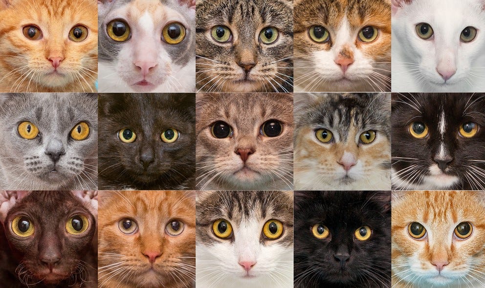 The Unique Personalities and Behaviours of Different Cat Breeds by