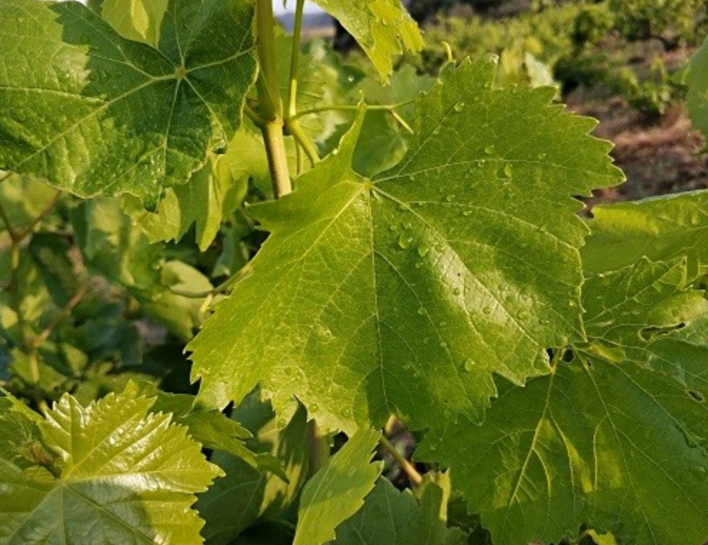 Stuffed Vine Leaves’ (Sarma) Tapestry: Unraveling the Leaves of Tradition, Region, and Youth