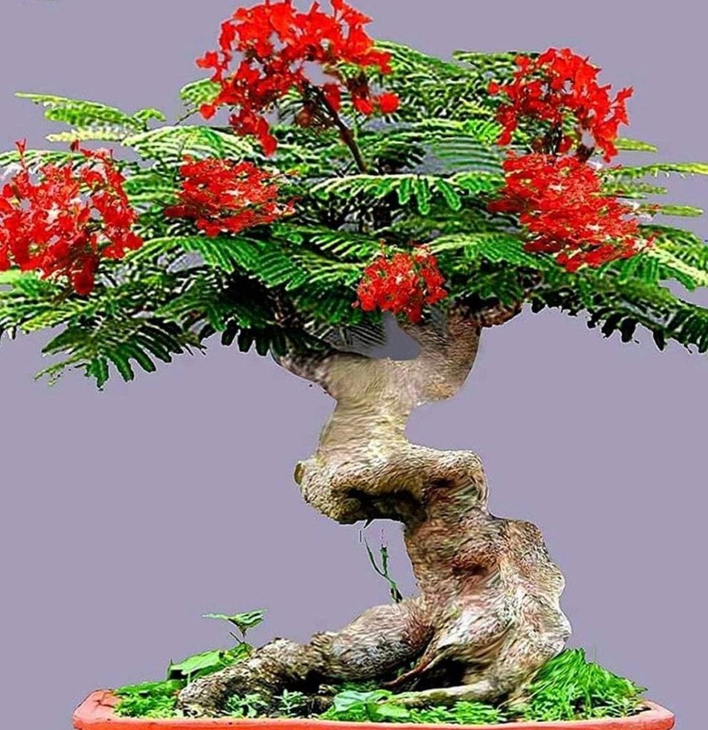 Royal poinciana sale tree