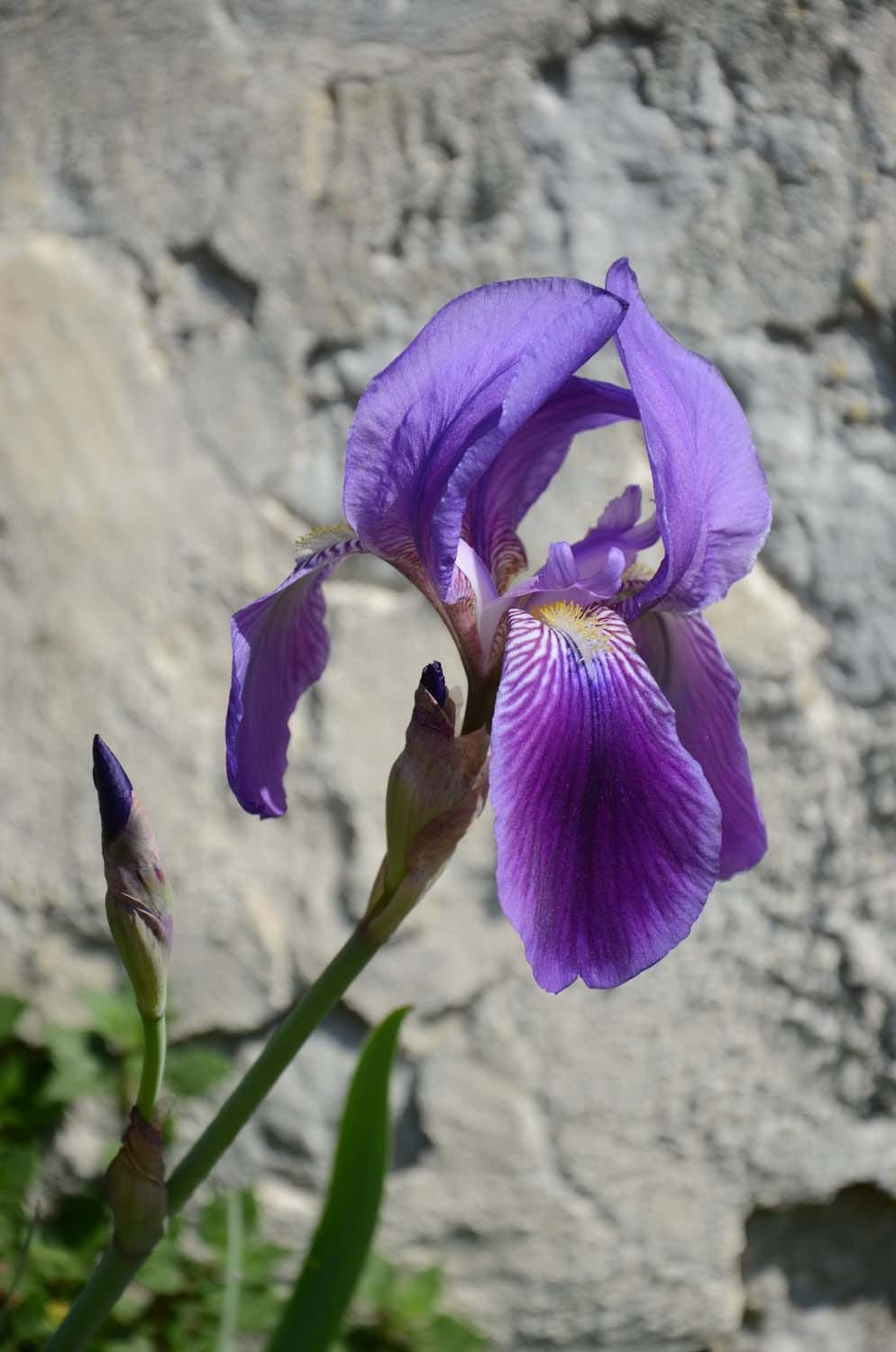 Iris