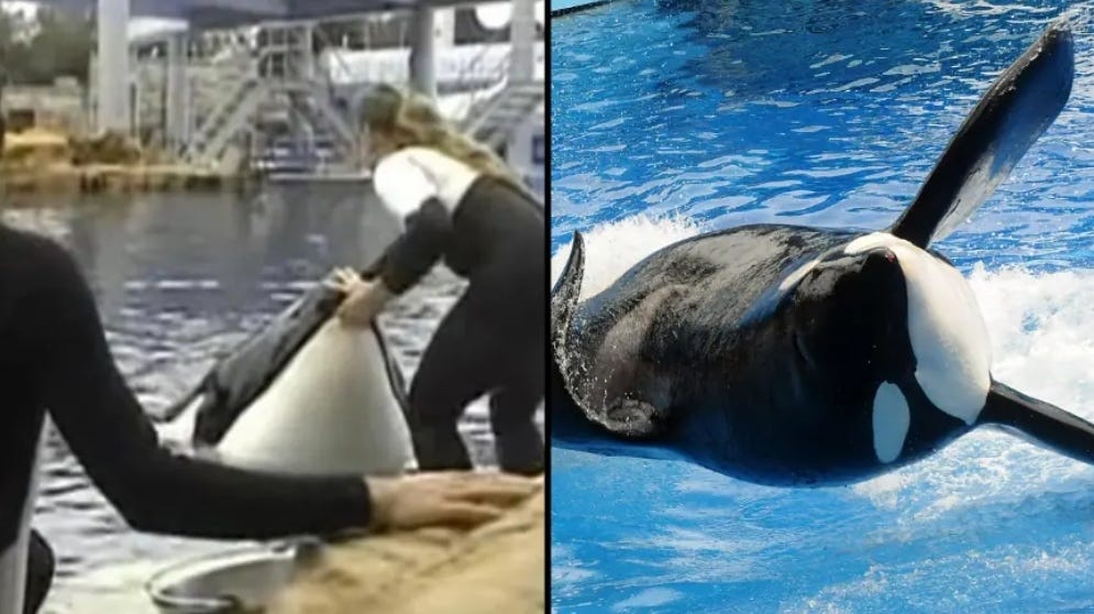 Seaworld Dawn Brancheau Video by Owen Bosley Apr, 2024 Medium