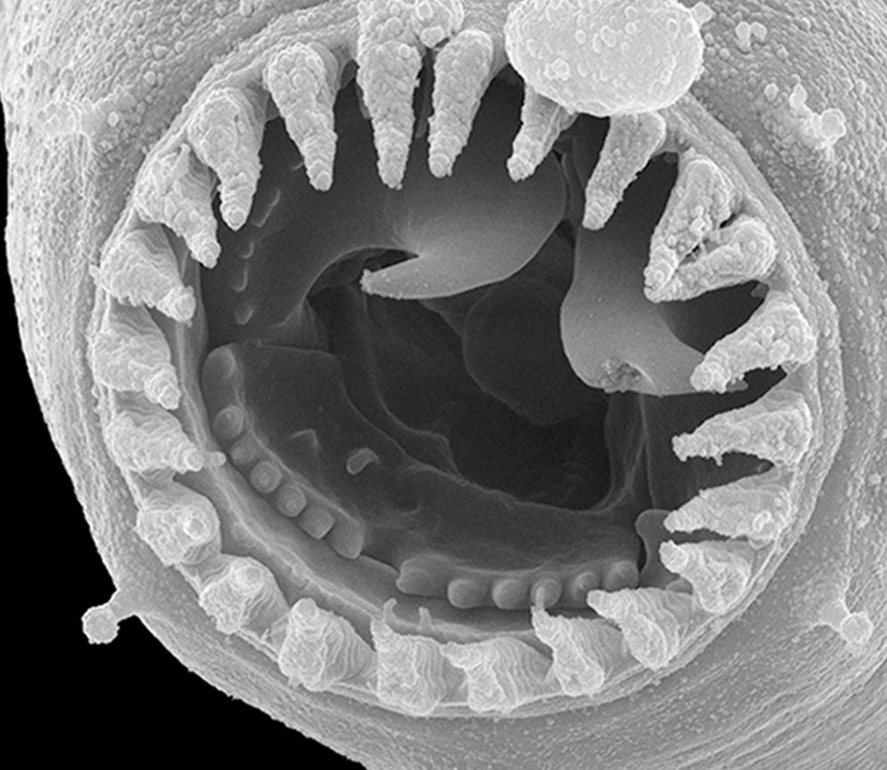 Straight from the nematode's mouth, by eLife, Life on Earth