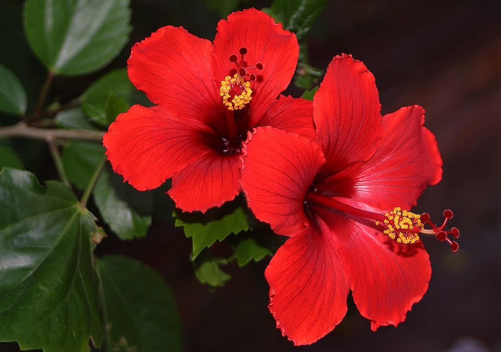 Hibiscus Health Benefits. Hibiscus blossom additionally number of… by