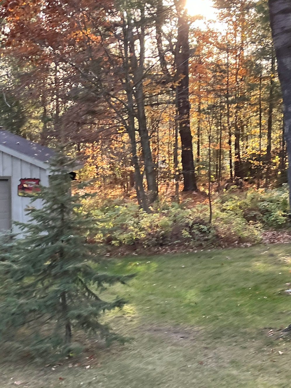 How Marvellous Are Trees to Clean Our Air and Give Us Oxygen by Janis