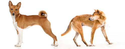 Le chien domestique descend-il vraiment du loup ? | by Célia koellsch |  Medium