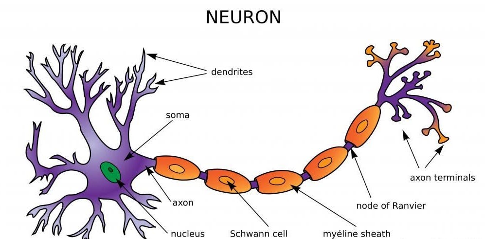 hebb-network-hebb-or-hebbian-learning-rule-comes-by-jay-shah