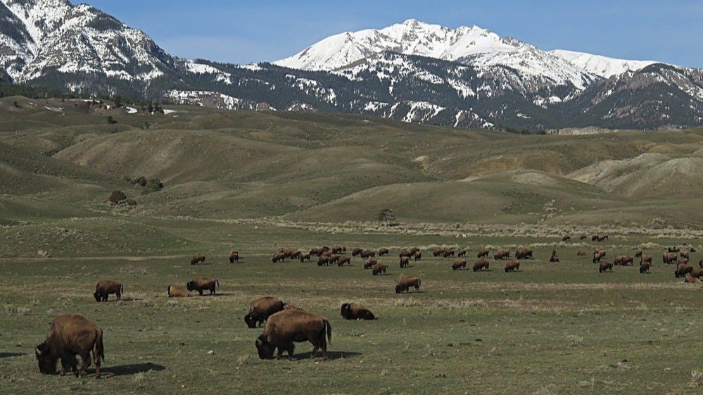 Bison-tennial Story