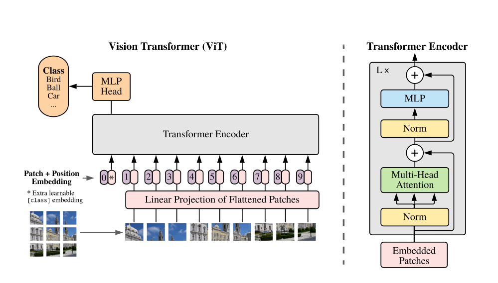 How to Train a Vision Transformer (ViT) from Scratch | by François Porcher | Sep, 2024
